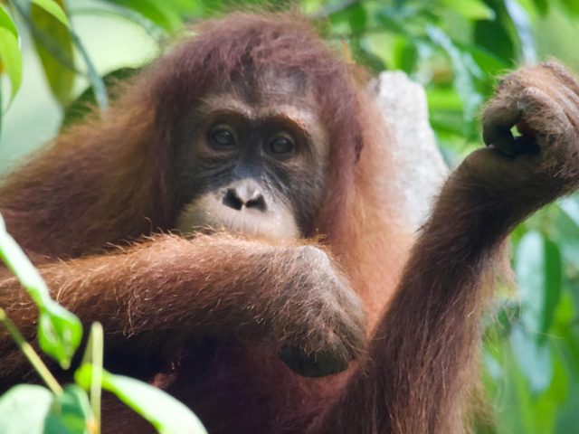 Wildlife along the jungle trail
