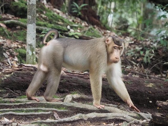 Sumatran rainforest in Gunung Leuser National Park